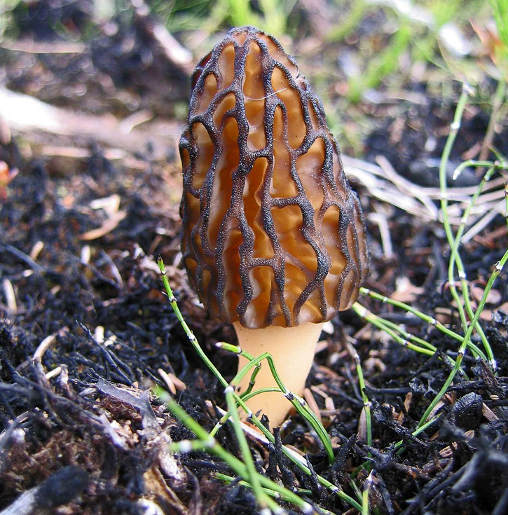 Mushrooming Mio Michigan - Morel Mushrooms, Recipes for Morel Mushroom Dishing - Mio MI